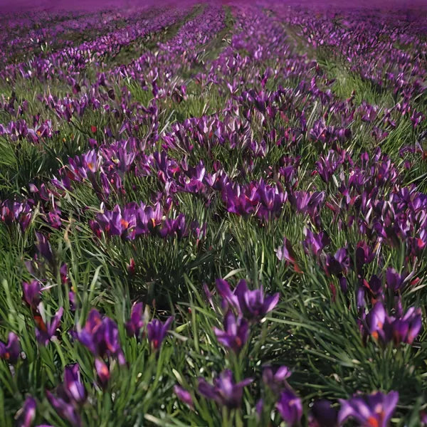 Saffron