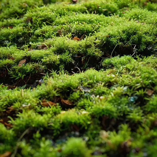 Moss