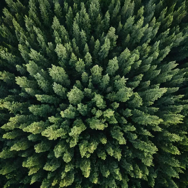Cedar