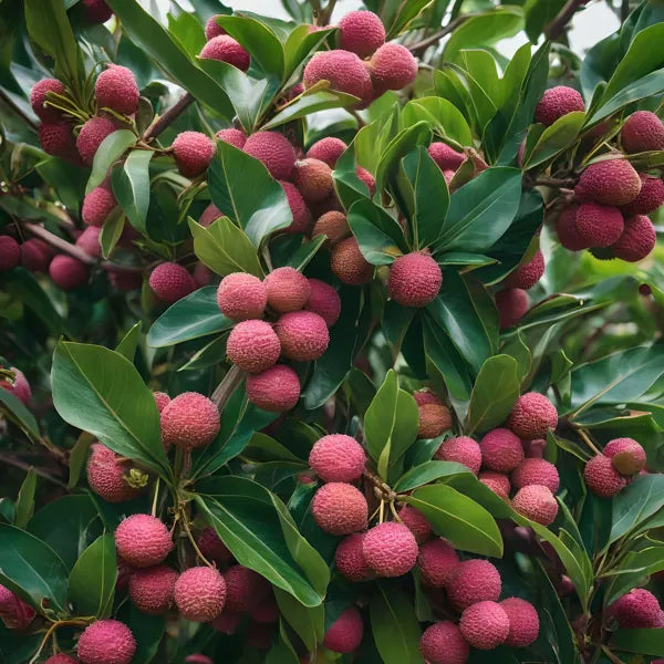 Lychee