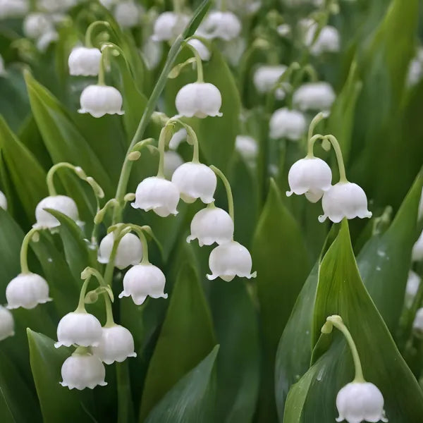 Lily of the valley