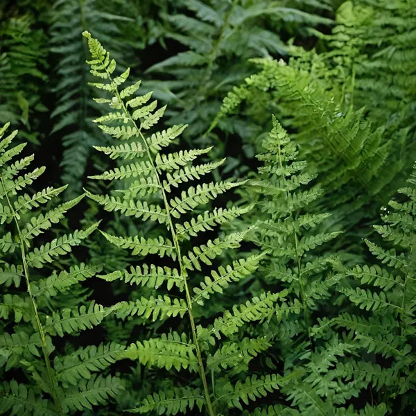 Fern