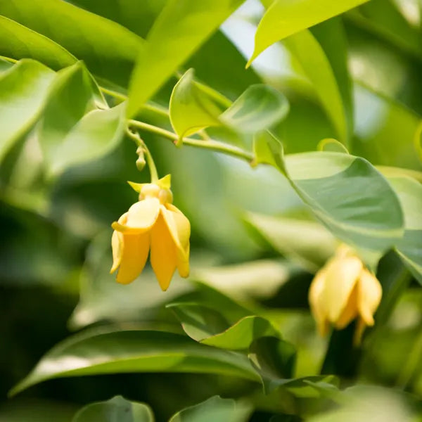 Ylang-ylang